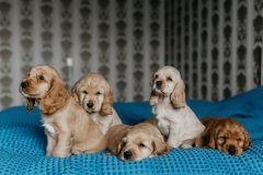 宠物精品玩具及用品推荐